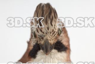 Jay - Garrulus glandarius 0031